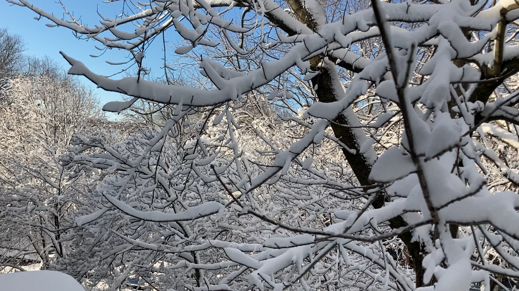 Snow from my window on Ingleside Terrace