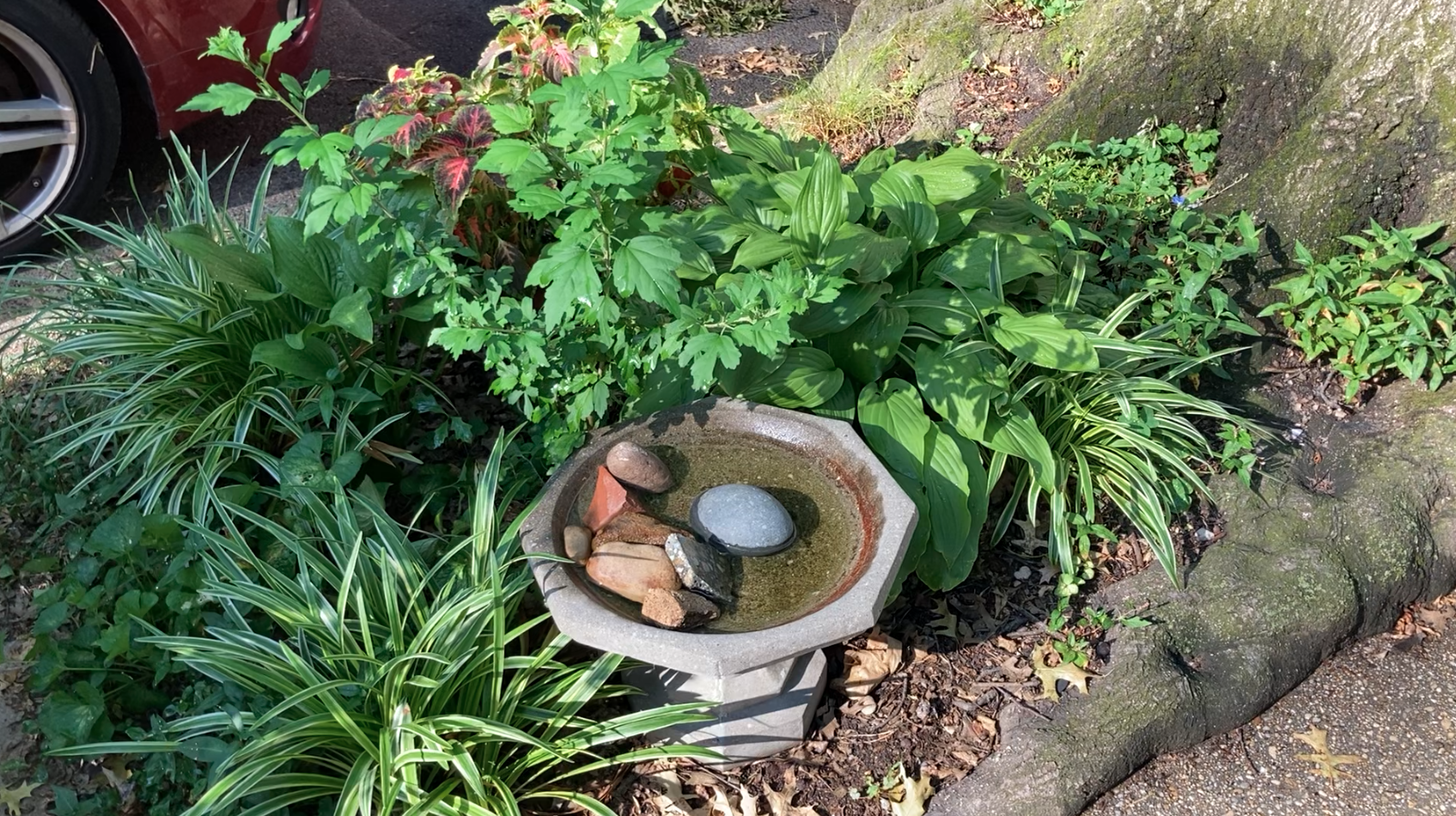 With water for pooches or birds.  And a a few chairs and tables.   A place in the shade on hot Summer afternoons.