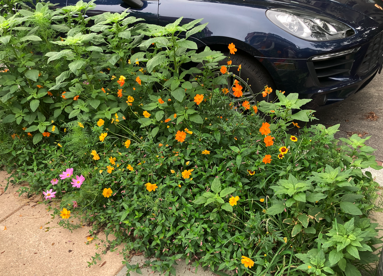 Orange on Ingleside terrace