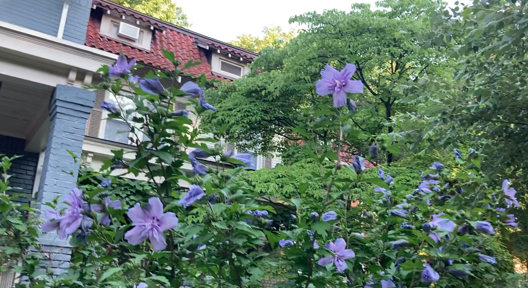 Blue flowers, blue building