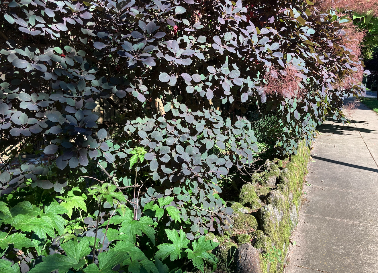 A variety of greens