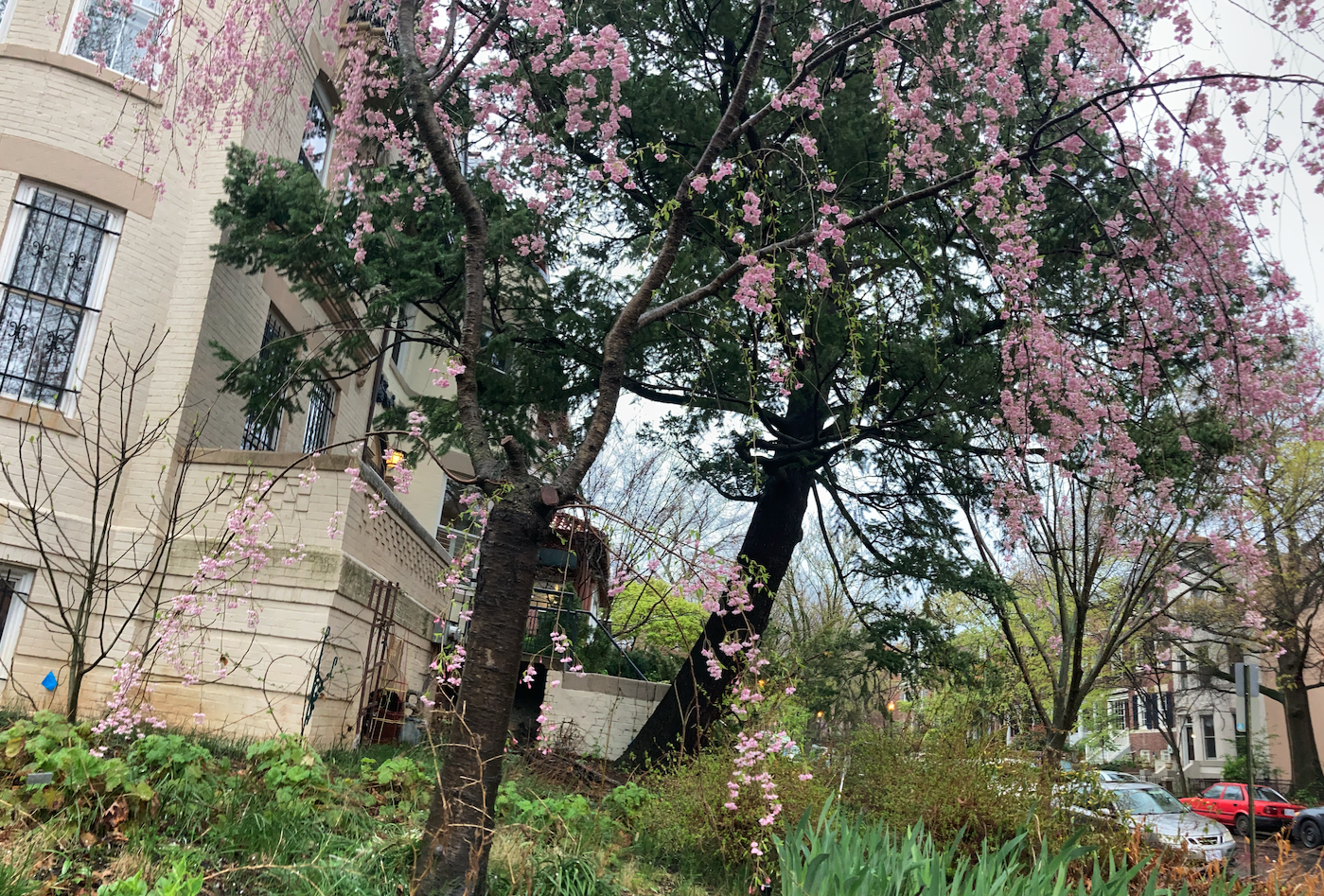 Cherry blossoms on an angle