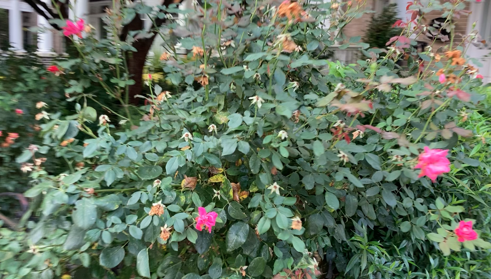 Pink flowers