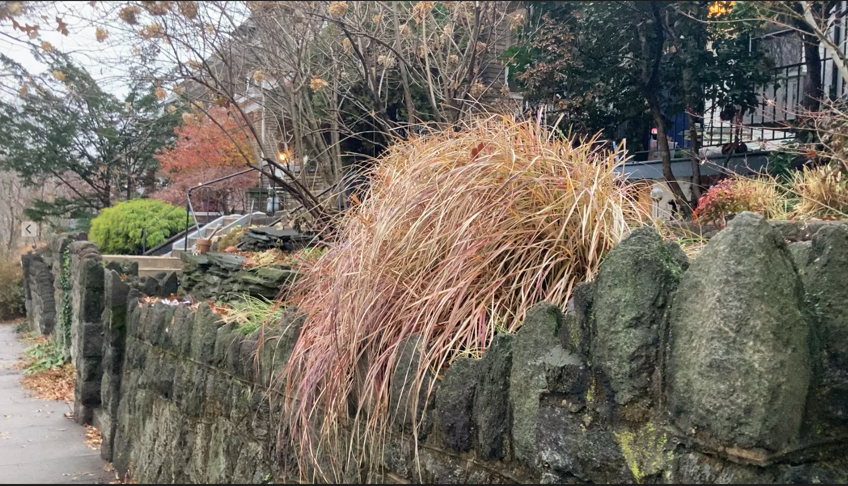 Hairy plants hanging over a wall