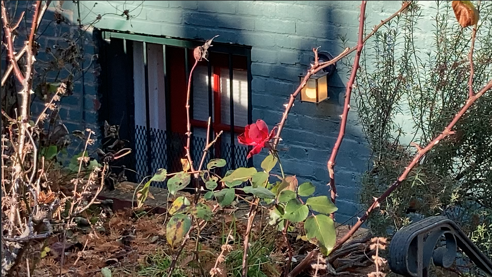 An rose by an entry way to a basement apartment on Ingleside Terrace