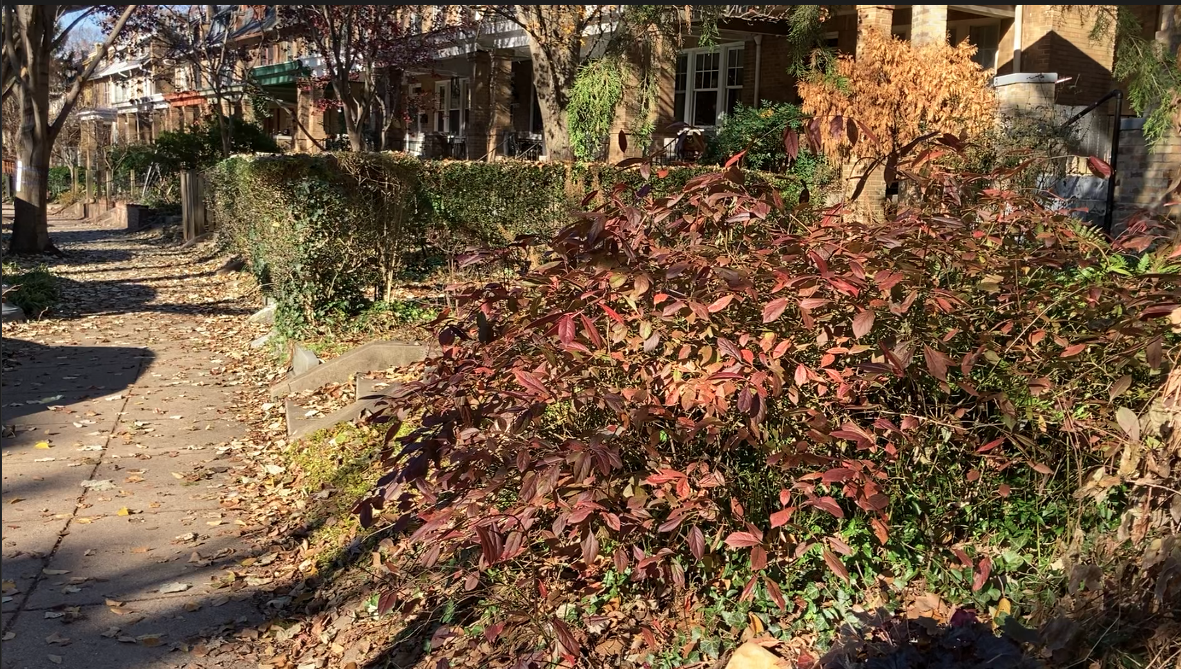 Lovely dry vegetation, mostly brownish on the North side of Ingleside.