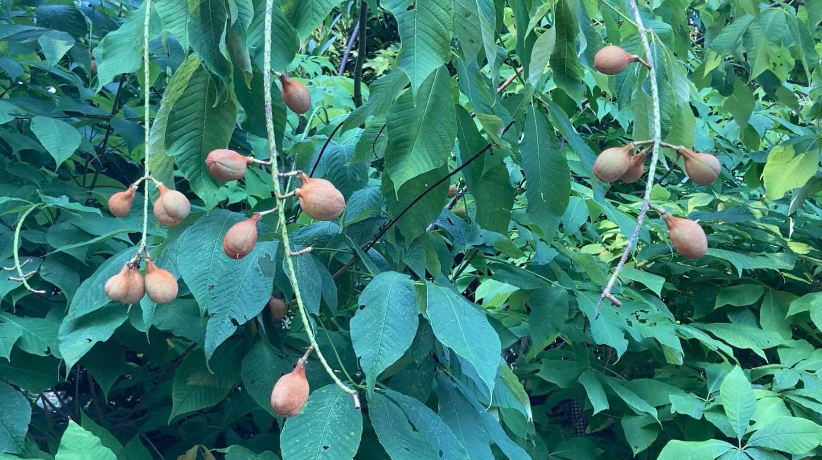 Figs, with leaves chewed