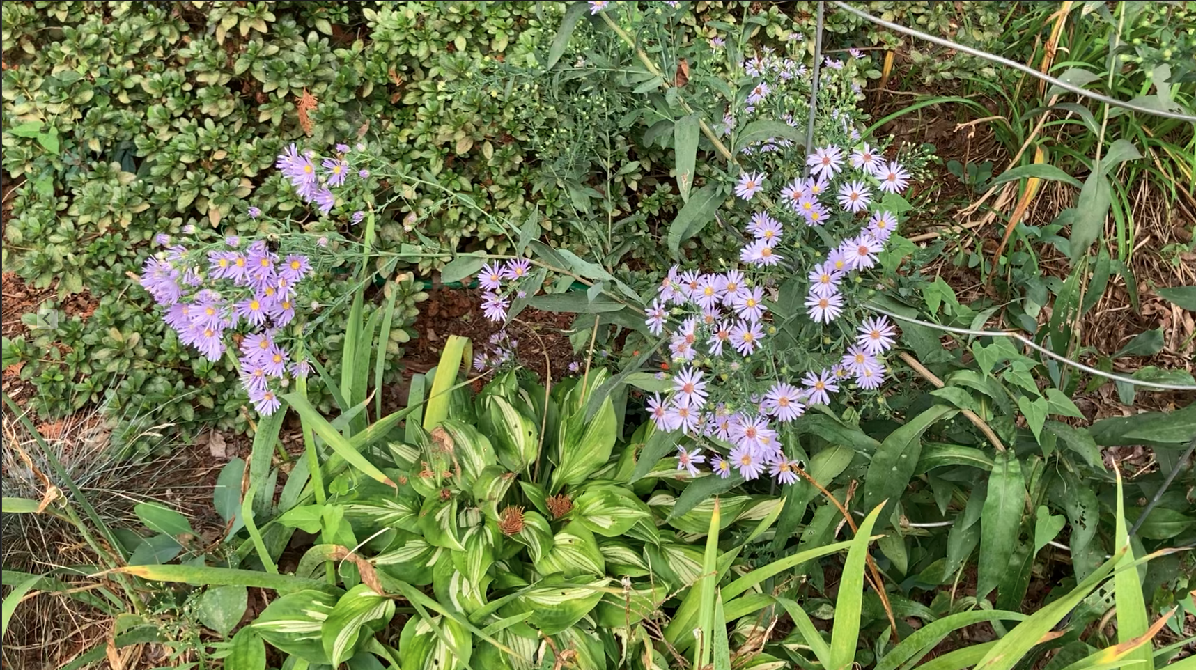 Pale blue asters