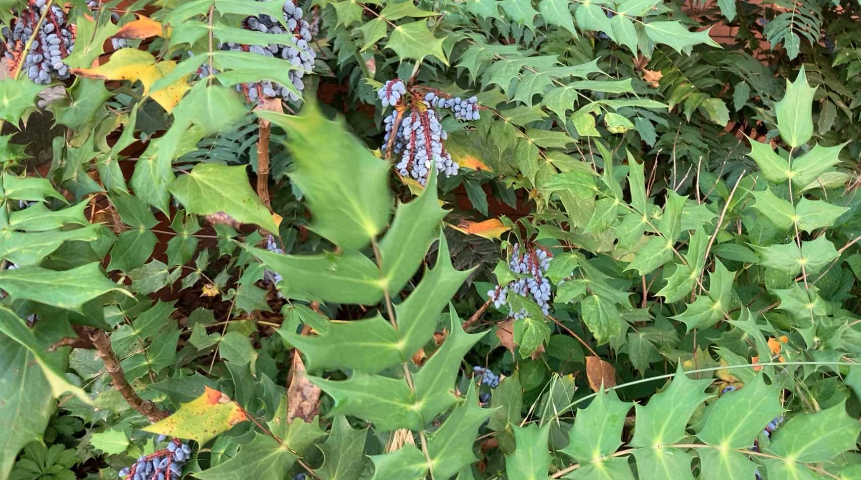 Juniper berries?