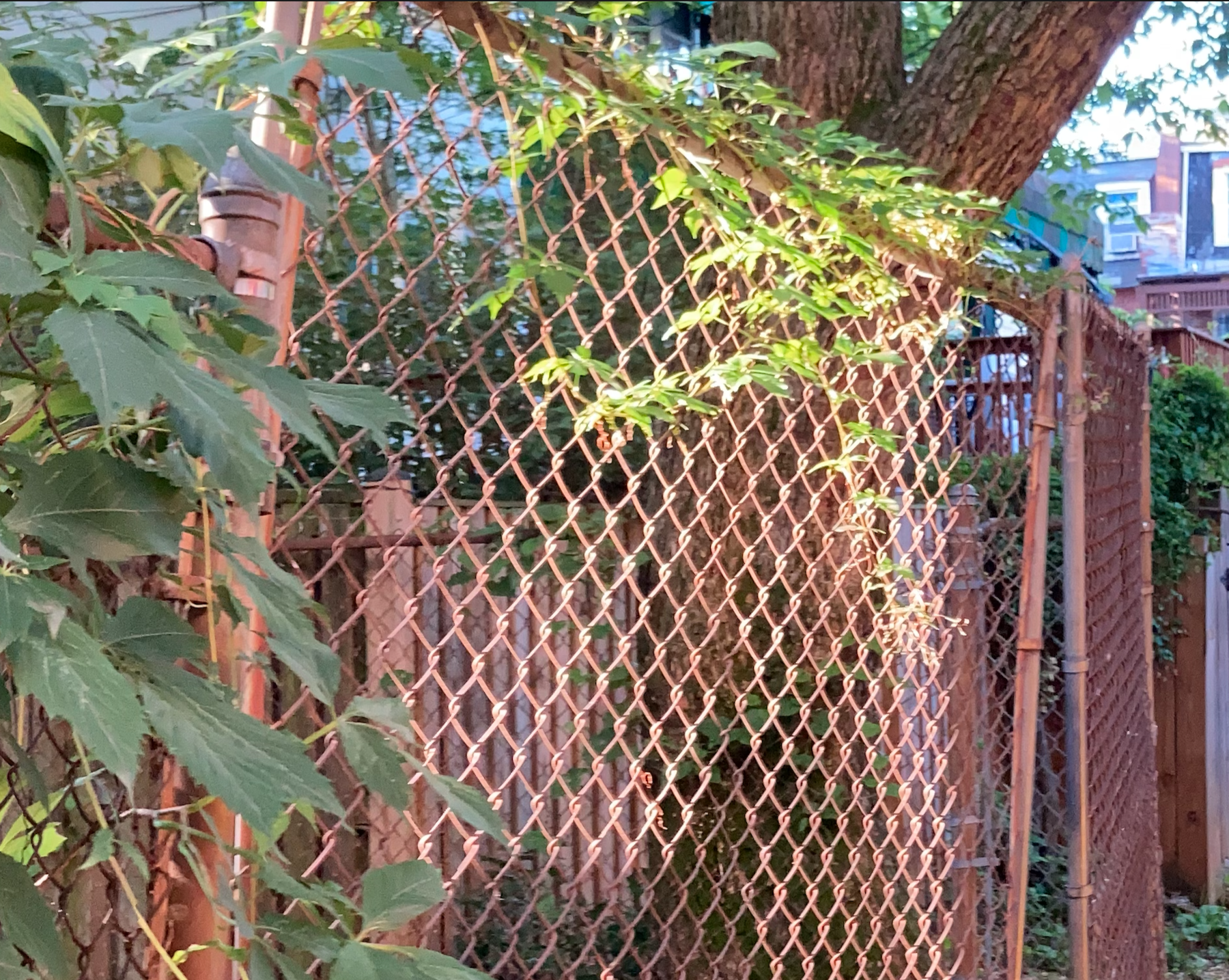 Vegetation on fence